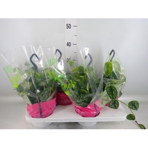 Scindapsus pictus 'Argyraeus'