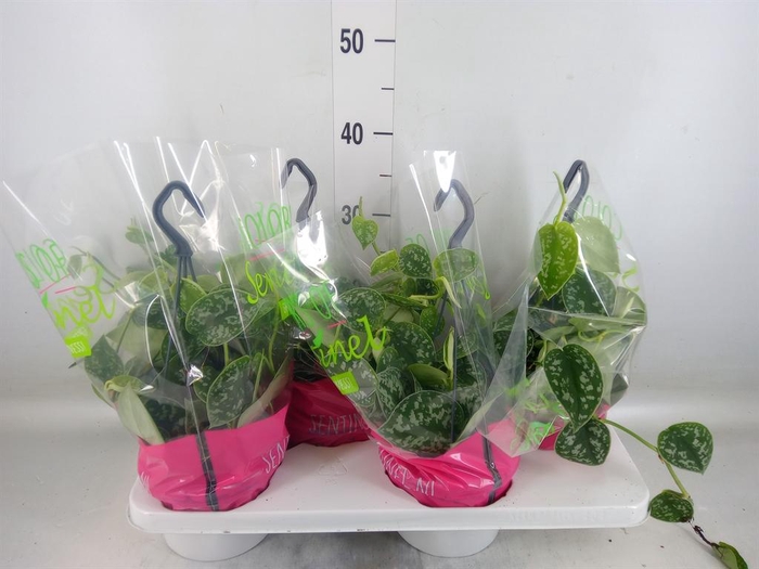 <h4>Scindapsus pictus 'Argyraeus'</h4>