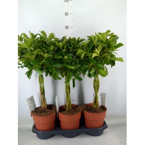 Schefflera arbor. 'Compacta'