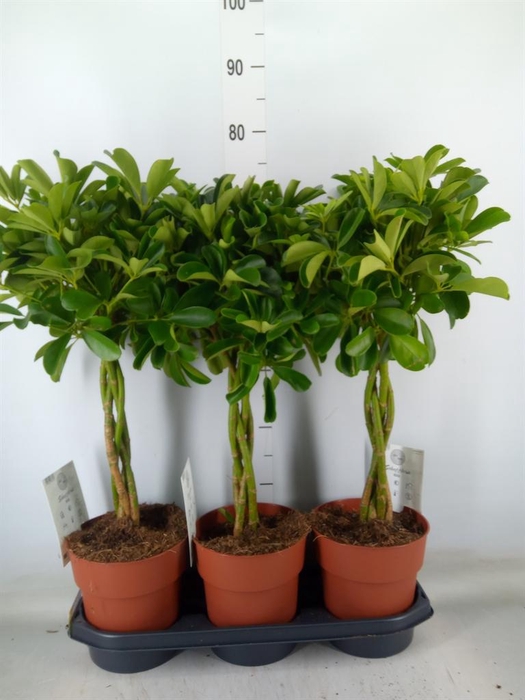 <h4>Schefflera arbor. 'Compacta'</h4>