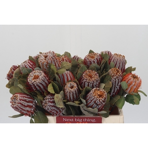 Banksia Coccinea