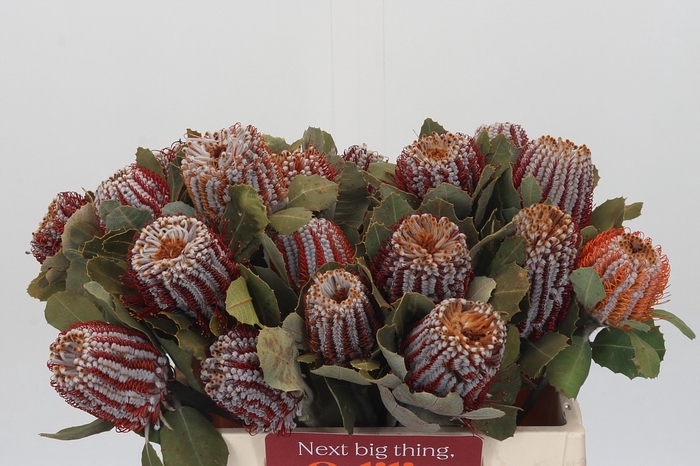 <h4>Banksia Coccinea</h4>