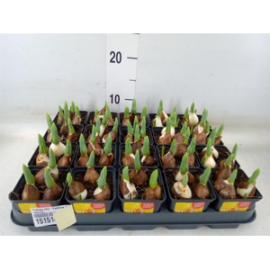 Tulipa DU 'Yellow Baby'