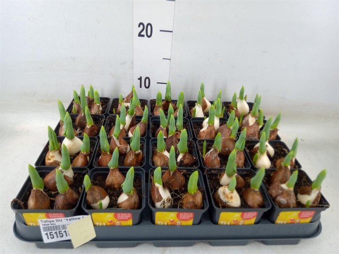 <h4>Tulipa DU 'Yellow Baby'</h4>