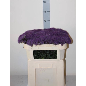Trach Supreme Purple