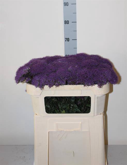 <h4>Trach Supreme Purple</h4>