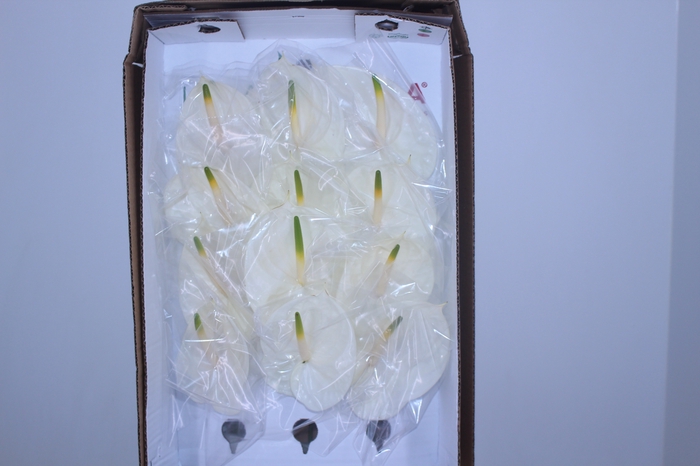 ANTHURIUM ETERNITY 9/11 035 CM DIAM MIN 9 CM BRANCO