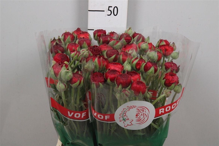 <h4>Ran Aazur Red Baron</h4>