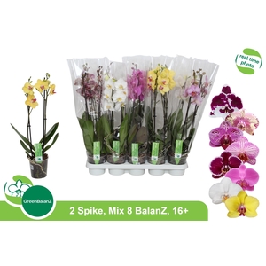 PHAL GEM 8 KL