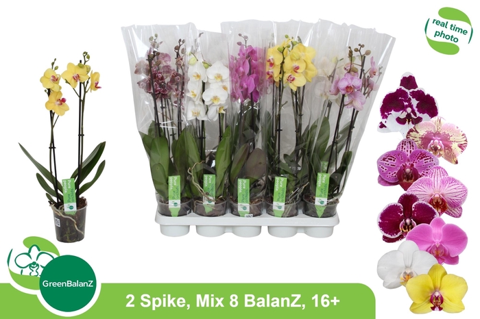 <h4>PHAL GEM 8 KL</h4>