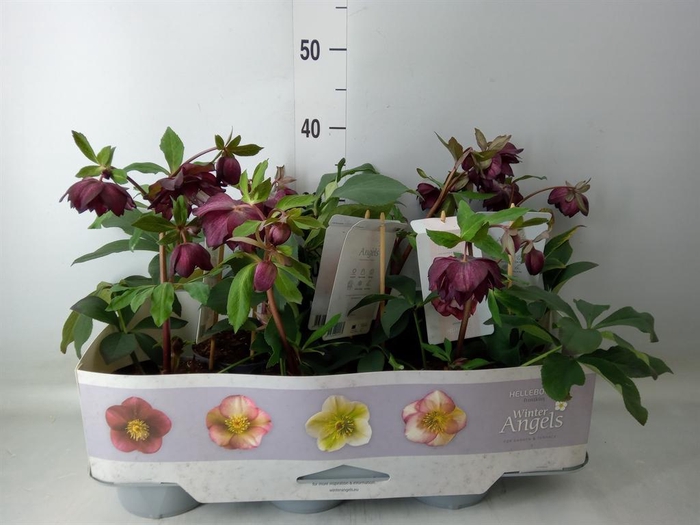 <h4>Helleborus ori.</h4>