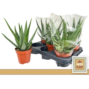 ALOE MISTRAL