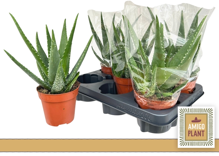 <h4>ALOE MISTRAL</h4>