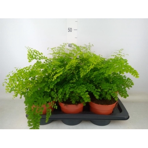 Adiantum raddi. 'Fragrans'