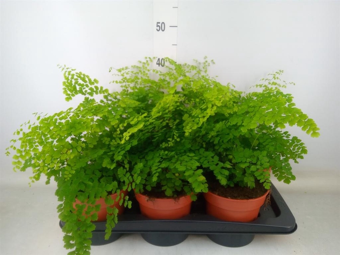 <h4>Adiantum raddi. 'Fragrans'</h4>