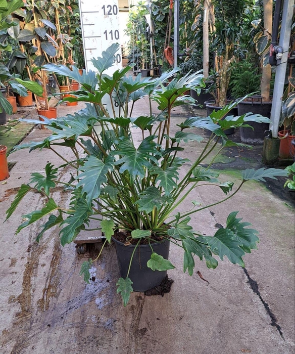 <h4>Philodendron xanadu</h4>