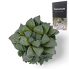 Haworthia Retusa Cutflower Wincx-8cm