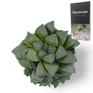 Haworthia Retusa Cutflower Wincx-8cm