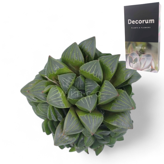 <h4>Haworthia Retusa Cutflower Wincx-8cm</h4>