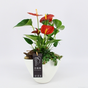 ANCR-2345 Anthurium creatie