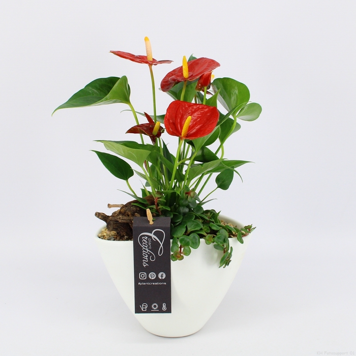 <h4>ANCR-2345 Anthurium creatie</h4>