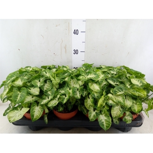 Syngonium  'Pixie'