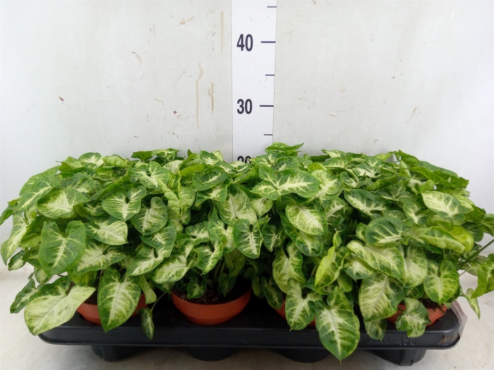 <h4>Syngonium  'Pixie'</h4>