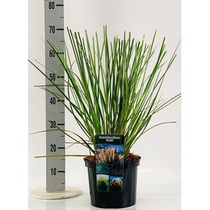 Cortaderia sell. 'Pumila'