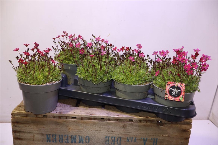 <h4>Saxif Arendsii</h4>