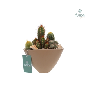 Pot keramiek Ovaal Medium beige met Cactussen