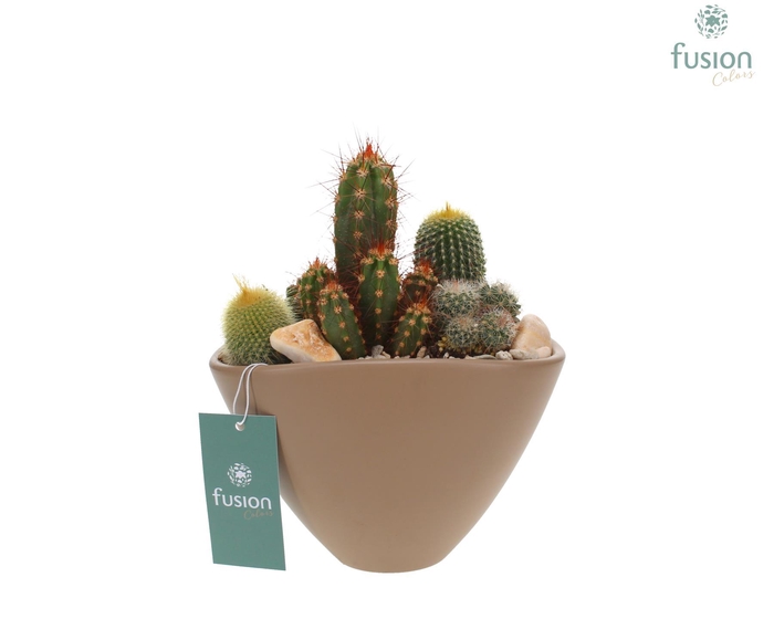 <h4>Pot keramiek Ovaal Medium beige met Cactussen</h4>
