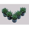ALOE ARISTATA P06