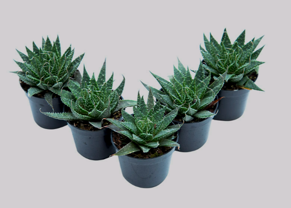 ALOE ARISTATA P06