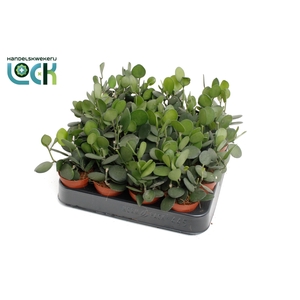 Xerosicyos danguyi (Silver Dollar)