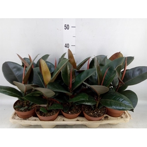 Ficus elastica 'Robusta'