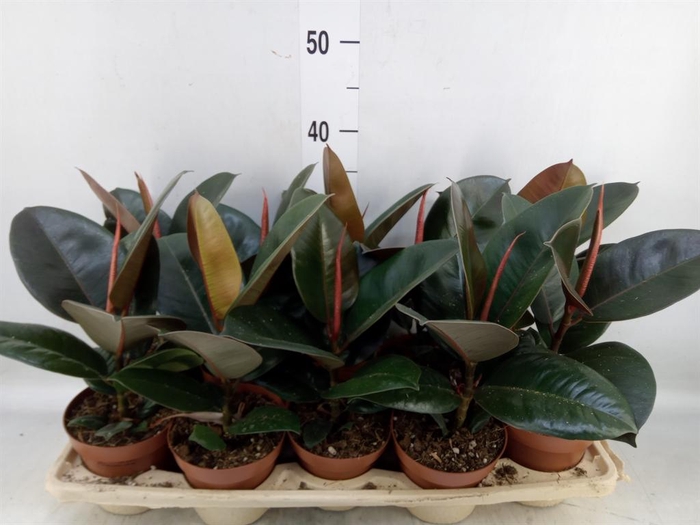 <h4>Ficus elastica 'Robusta'</h4>