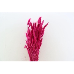 Dried Lagurus Cerise Bunch