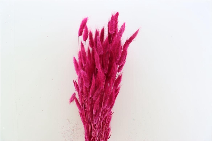 <h4>Dried Lagurus Cerise Bunch</h4>