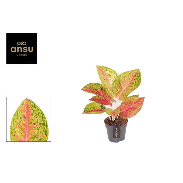 <h4>Aglaonema Grand Poppy</h4>