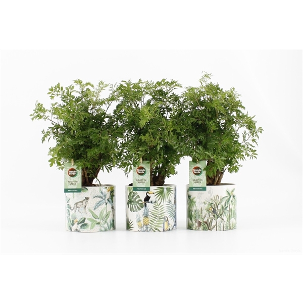 <h4>Polyscias Hawaiiana Ming in Jungle keramiek</h4>