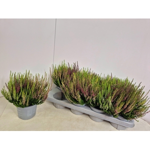 CALLU NOVA GEM 3 KL