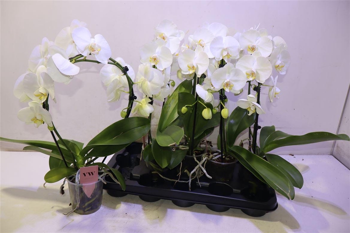 <h4>Phal An Glasgow Mirror</h4>