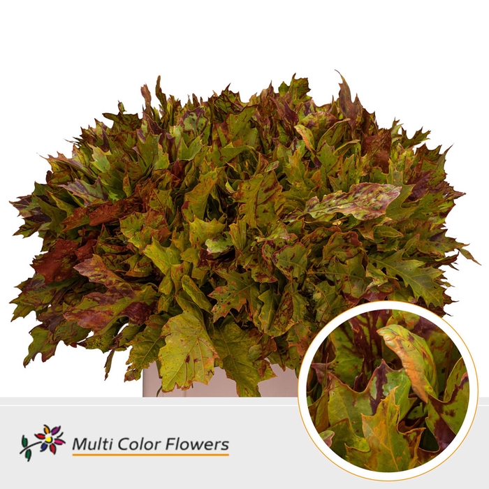 <h4>Eik Grof (60 cm) Autumn (geel/bordeaux gespikkeld)</h4>