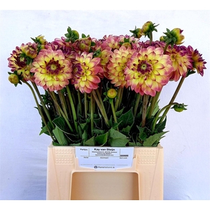 Dahlia Bright Eyes