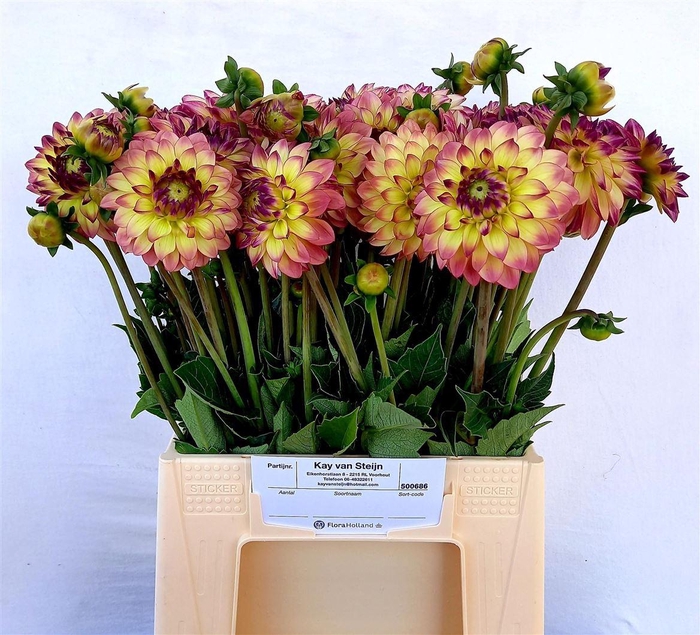 <h4>Dahlia Bright Eyes</h4>