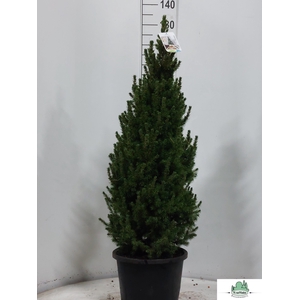 Picea Gl Perfecta