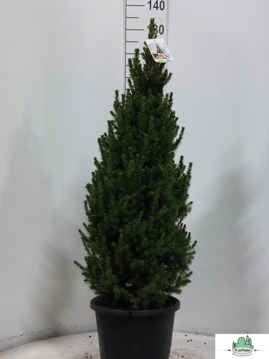 <h4>PICEA GL PERFECTA</h4>