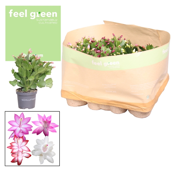 <h4>Schlumbergera Mix Feel Green</h4>