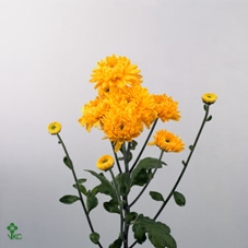 LEUCAD JUBILEE CROWN