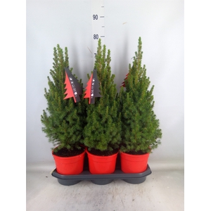 Picea glauca 'Perfecta'